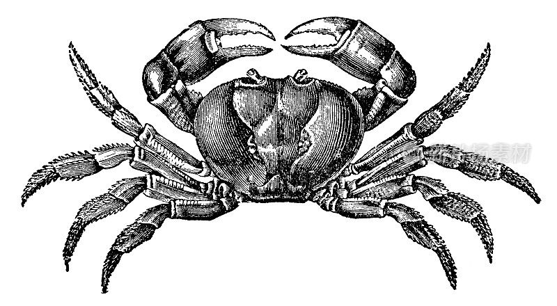 黑地蟹(Gecarcinus Ruricola) - 19世纪